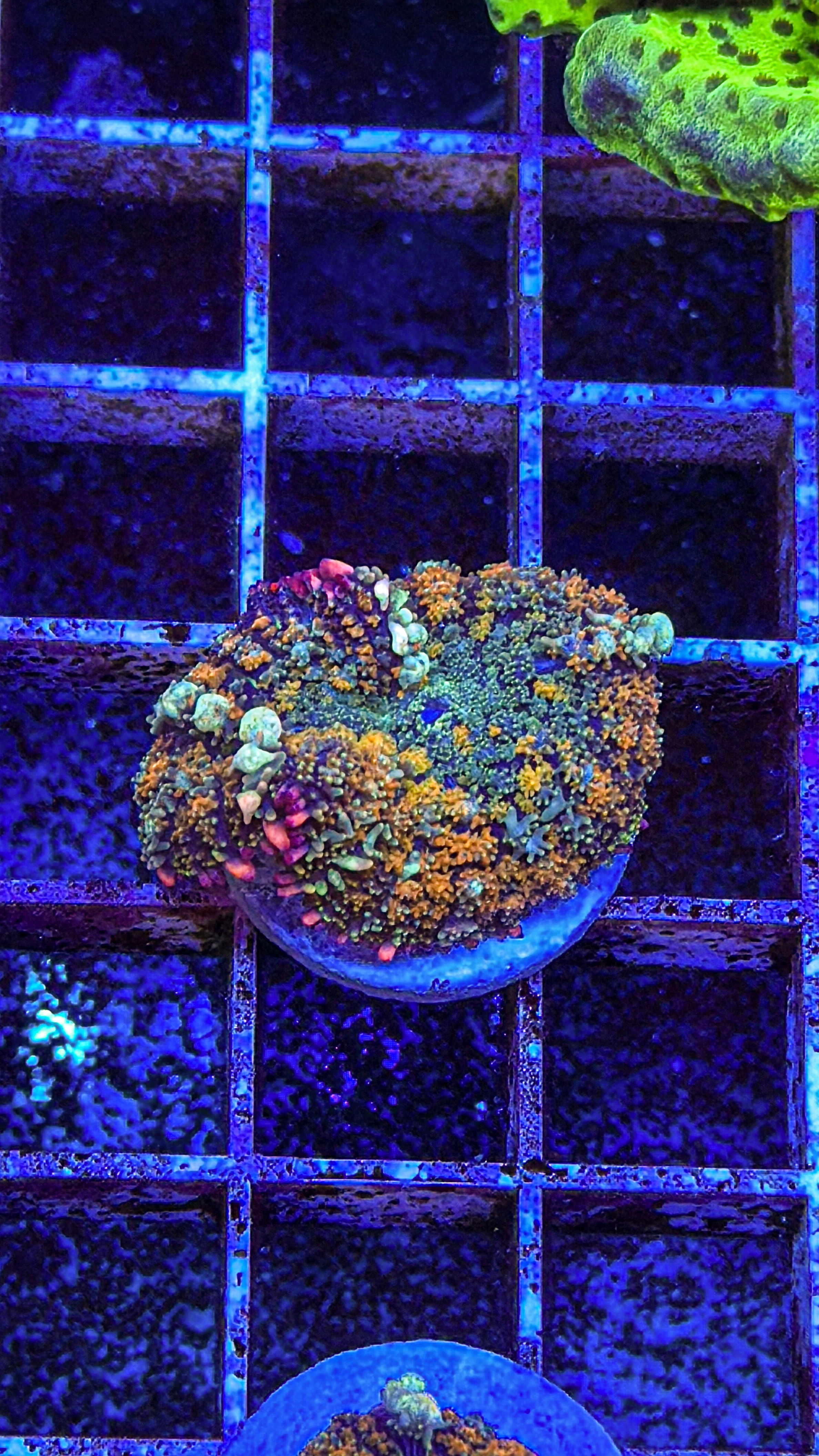 Zoa’s, Mushrooms & Soft Coral